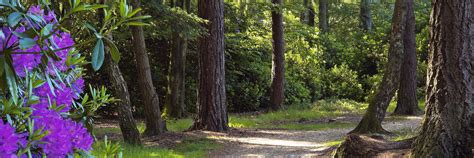 New Forest National Park | AA