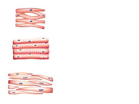 Simple Cardiac Muscle Cell Diagram - bmp-tips