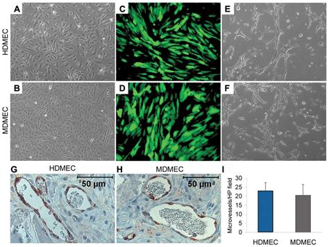 Human And Mouse Dermal Microvascular Endothelial Cells Have Similar