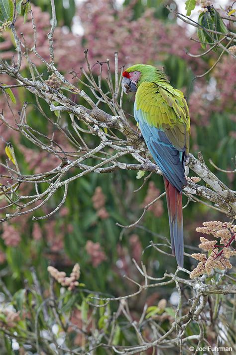 Military Macaw – Joe Fuhrman Photography