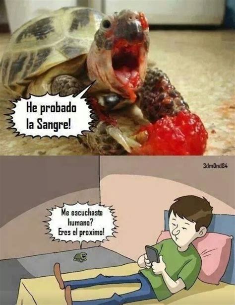 Memes De Tortuga