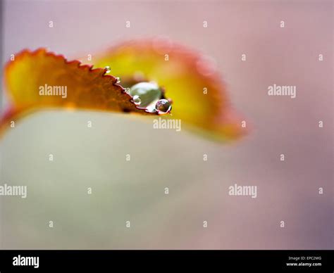 Water Droplet Close Up - Leaf Macro Stock Photo - Alamy