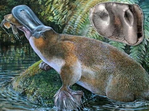 Platypus Zilla Scientists Discover Platypus Tooth That Belonged To