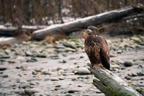 Squamish Wildlife Viewing - Squamish Adventure Inn