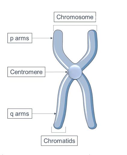 Centromere Structure Types And Functions