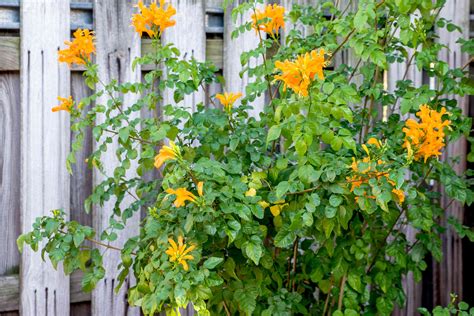 How To Grow And Care For Cape Honeysuckle