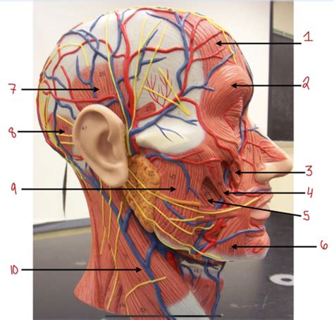 Muscles Of The Head Flashcards Quizlet