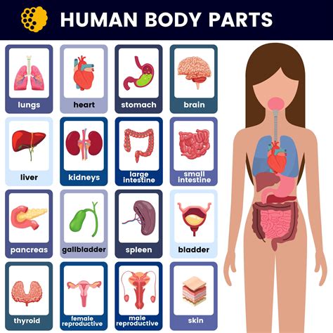 human body internal organs  english