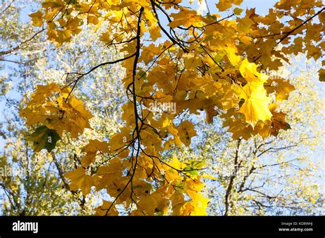 Yellow maple foliage Stock Photo - Alamy