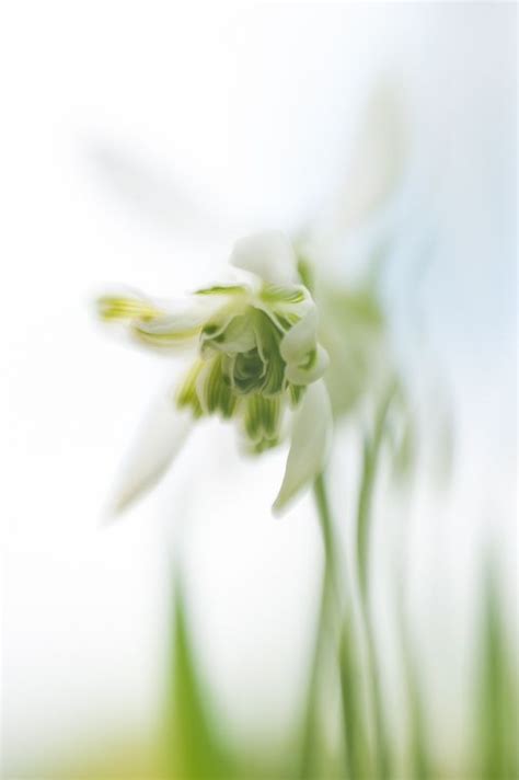 Some White Flowers With Green Stems In The Foreground