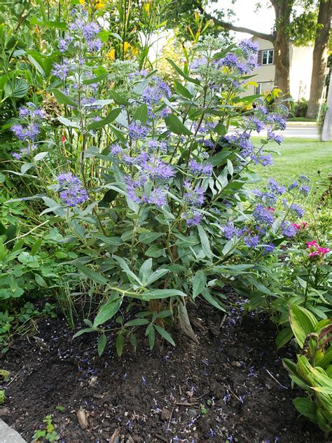 Caryopteris x clandonensis 'Dark Knight' – The Plant Lodge