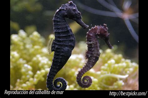 Reproducci N De Caballitos De Mar En Acuario