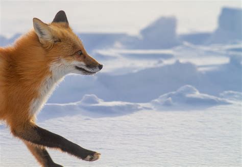 FoxRed Fox Sparky Stensaas