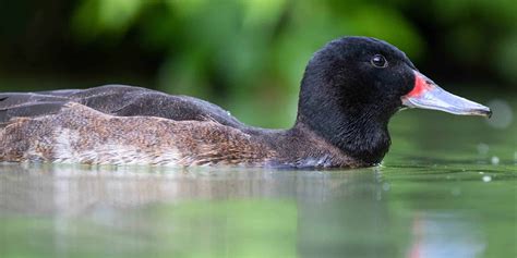 Black Headed Duck British Waterfowl Association