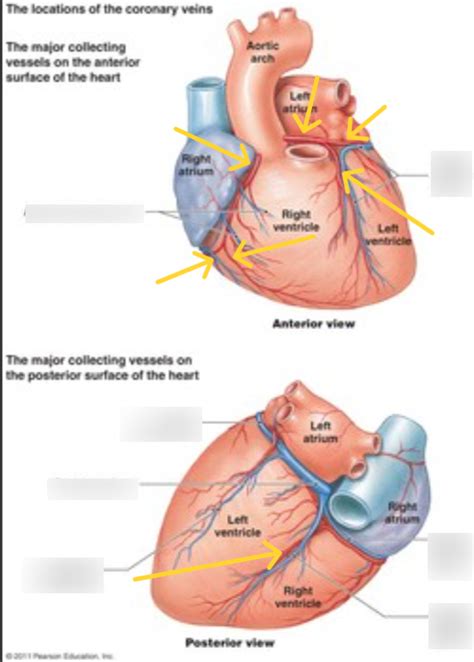 BIO 240B Lab 3 Coronary Circulation Diagram Quizlet