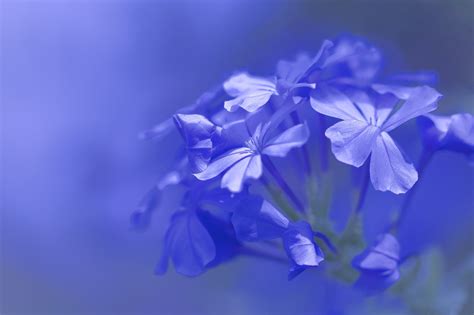 Download Blue Flower Macro Nature Flower Hd Wallpaper