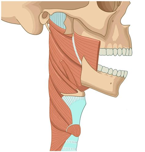 Superior Constrictor Muscle