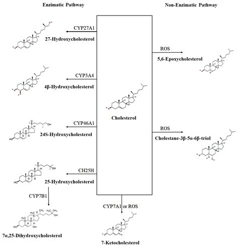 Effects Of Oxysterols On Immune Cells Encyclopedia MDPI