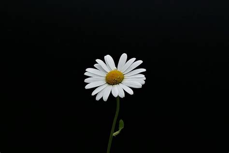 White Daisy Flower With Black Background Margarite Closeup Flower