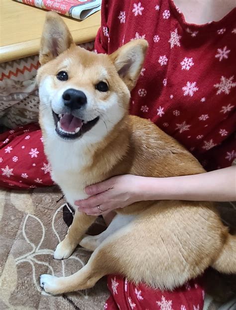 大好きなお父さんの帰宅を察知した柴犬 かわいすぎる反応に「お父様が羨ましい」「健気で涙が出てくる」の声 L