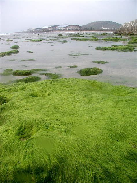 Salt Marsh Algae
