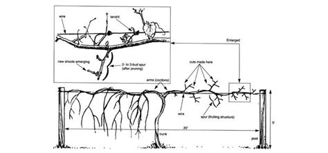 How To Prune A Muscadine or Scuppernong Vine | Aquaponics, Scuppernong, Grapes