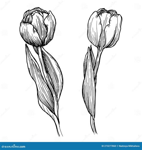 Outline Tulip Line Art Hand Drawn Flowers Tulips Floral Illustration