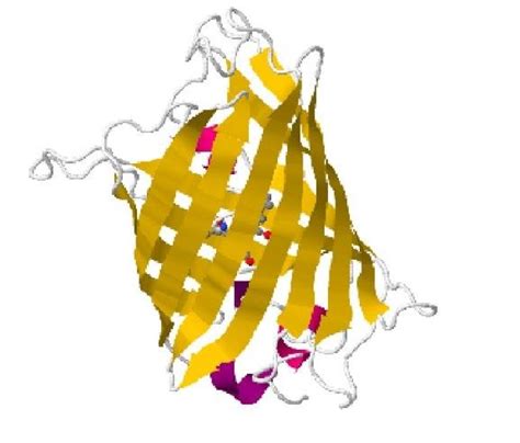 10 Schematic GFP structure [55]. | Download Scientific Diagram