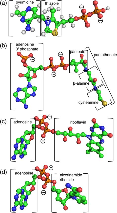 Mitochondrial Transport And Metabolism Of The Vitamin Bderived