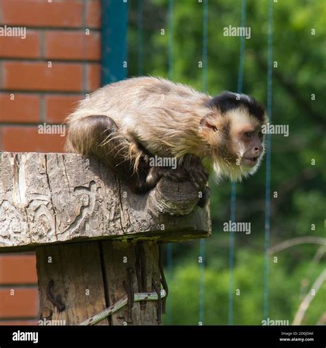 Black Striped Tufted Capuchin Monkey Hi Res Stock Photography And