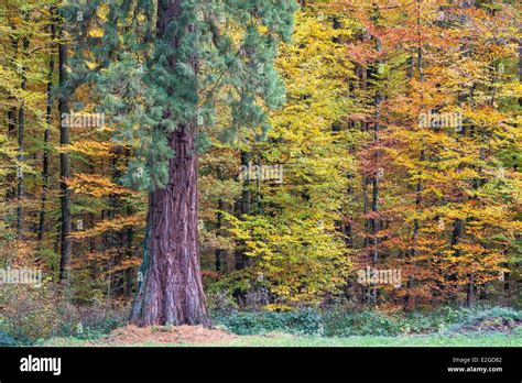 France Eure Et Loir Parc Naturel Regional Du Perche Regional Natural