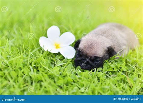 Cute Baby Pug Three Weeks Age Sleeping on Grass Stock Photo - Image of exercise, beautiful ...