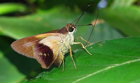 Saliana Longirostris Tarapoto Tunnel Area San Martin Per John