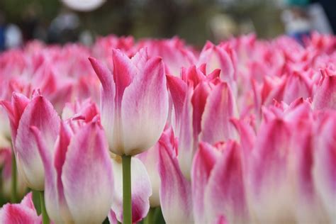 Tulip Meaning: Discover What Tulip Colors Symbolize - Birds and Blooms