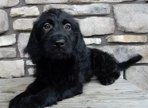 Standard Labradoodle Puppies For Sale Trustedpuppies