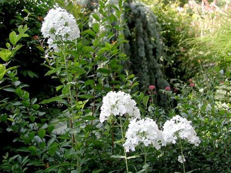 Country Garden Plants for an English Garden Style