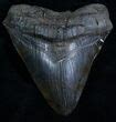 Extremely Wide Megalodon Tooth For Sale Fossilera