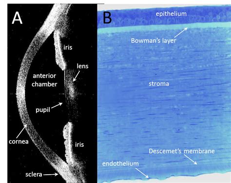 The Human Corneal Anatomy A In Vivo Cross Section Of The Cornea And