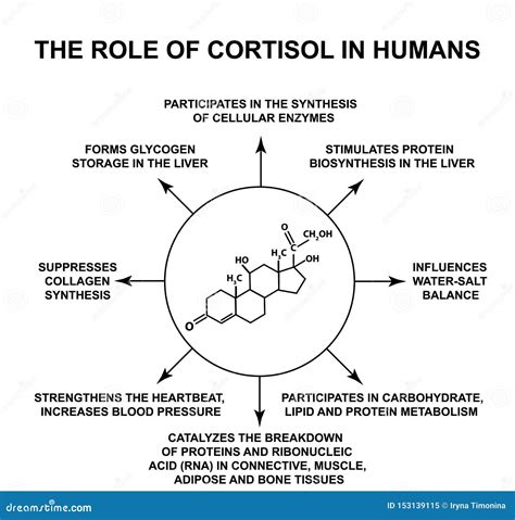 The Role Of Cortisol In The Body Diagram Cartoon Vector | CartoonDealer ...