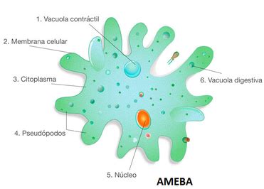 Top 38 Imagen Dibujos De Reino Protista Viaterra Mx