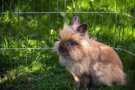 Lionhead Rabbit Breeders in Hawaii - Our Lovely Rabbits