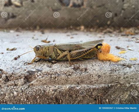 Grasshopper Melanoplus Laying Eggs Stock Image - Image of america ...