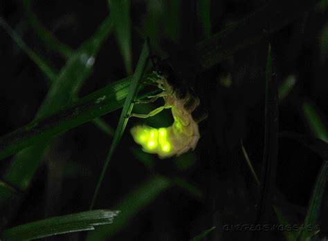 NATURAL WORLD : Lampyris noctiluca female(Glow worm) and bioluminescense