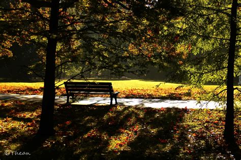 Park Drzewa Ławka Poranek Jesień