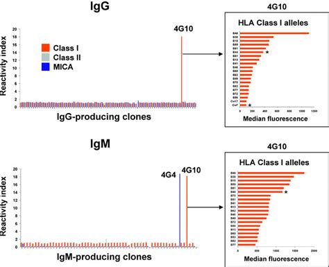 Reactivity Of Immortalized B Cell Clones To Hla And Mica Molecules The