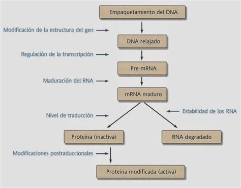 Apuntes de Bioquímica Regulación genética