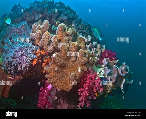 A Vibrant Healthy Coral Reef With Diverse Marine Life In Raja Ampat