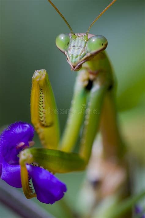 7+ Praying mantis chinese mantis Free Stock Photos - StockFreeImages