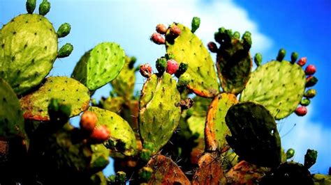 Premium Photo Prickly Pear Cactus Close Up With Fruit In Red Color