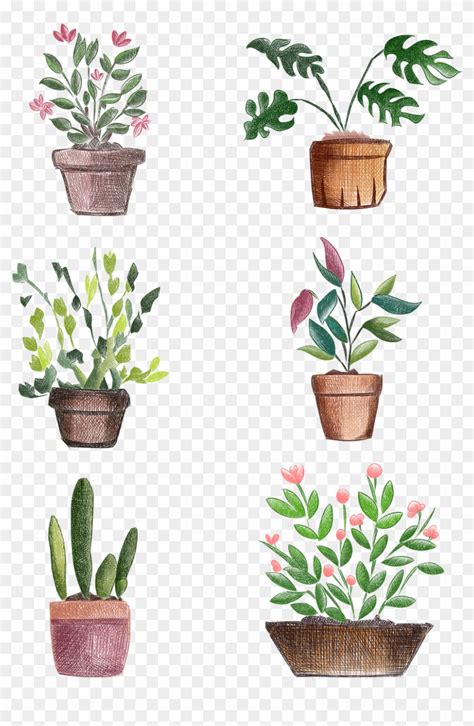 Plantas Pintadas A Mano Flores Frescas En Maceta Png รป วาด กระถาง